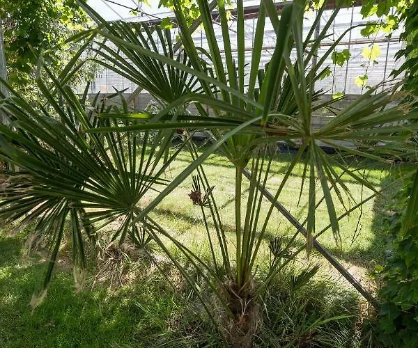 Οργανωμένο κάμπινγκ De Groote Wijzend